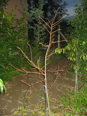 stihle_vreteno_broskyn_v_druhom_roku_pestovania