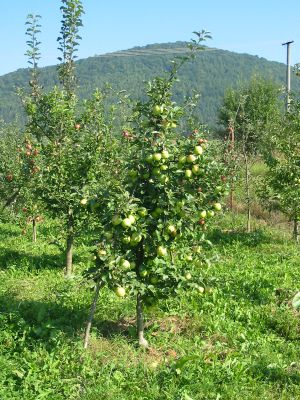 stihle_vreteno_jabloni_v_oblasti_severneho_slovenska