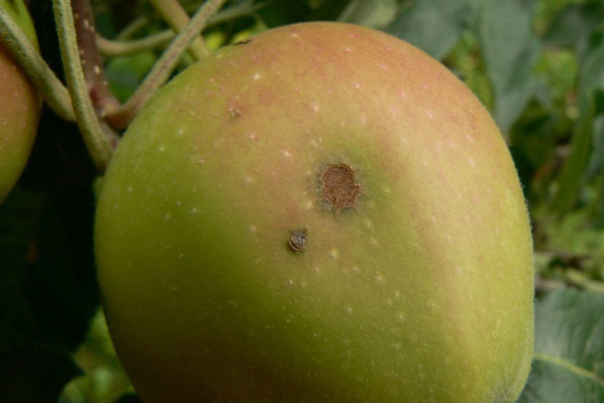 CHRASTAVITOSŤ A MÚČNATKA JABLONÍ