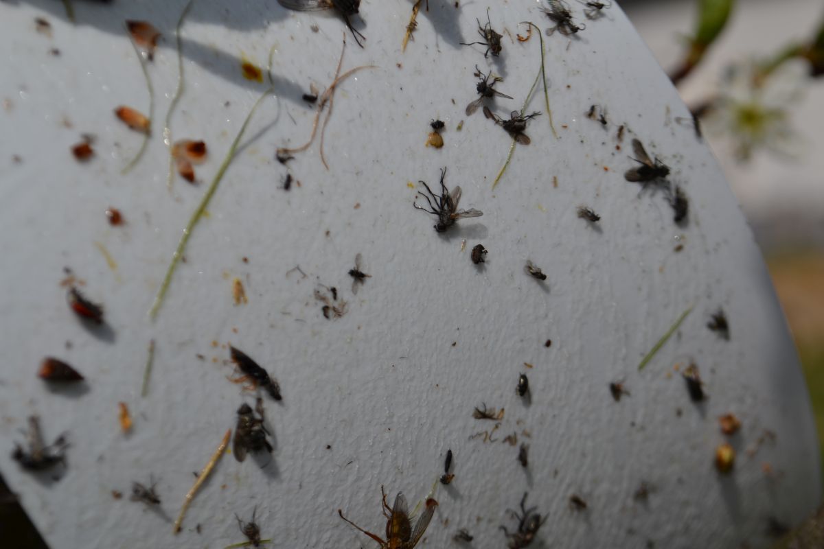 PILIARKY NA SLIVKÁCH