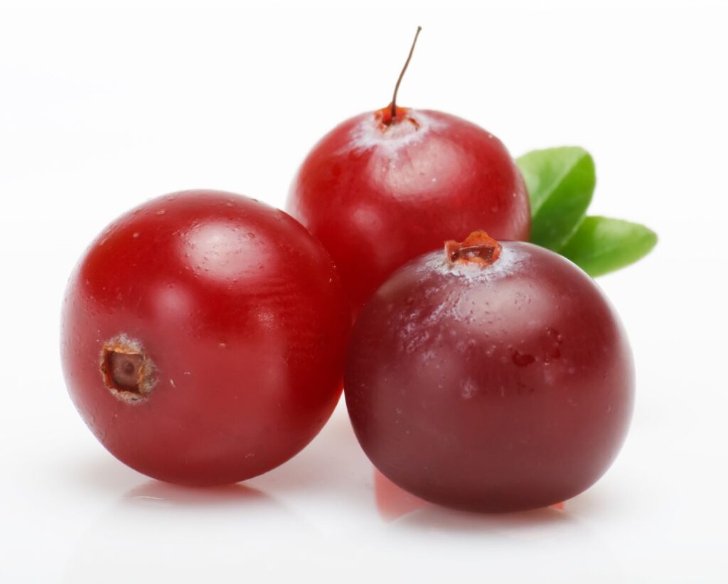 KĽUKVA "PILGRIM" (Vaccinium macrocarpon), kont.