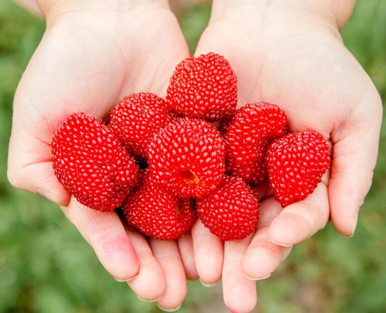 MALINOJAHODA (Rubus illecebrosus), kont.