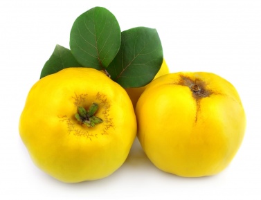 MAMMUT (Cydonia oblonga), kont.