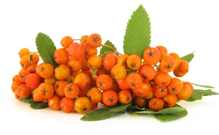 JARABINA "MORAVSKÁ SLADKOPLODÁ"