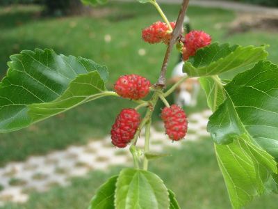 Morus nigra "Pendula"