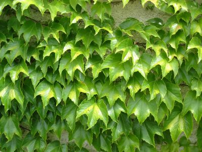 PARTHENOCISSUS TRICUSPIDATA "VEITCHII", K2