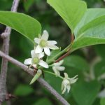 Schizandra čínska