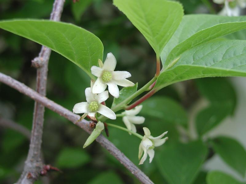 Schizandra čínska