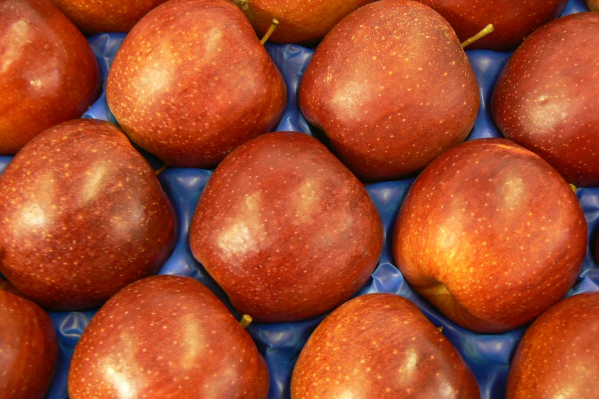 Jonagored – jedna z perspektívnych a moderných odrôd