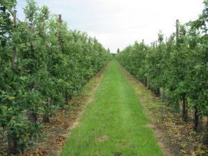 Osobitosti tvarovania ovocných stromčekov v tvare štíhleho vretena