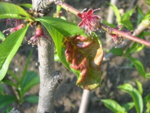 Hubové choroby broskýň