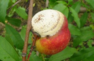 Monilíniová hniloba a spála