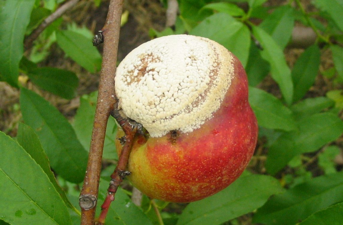 Monilíniová hniloba a spála