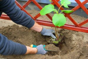 Návod na pestovanie menej známych ovocných druhov