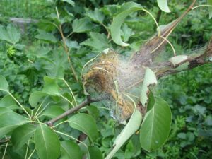 Spriadač americký a mníška zlatoritka