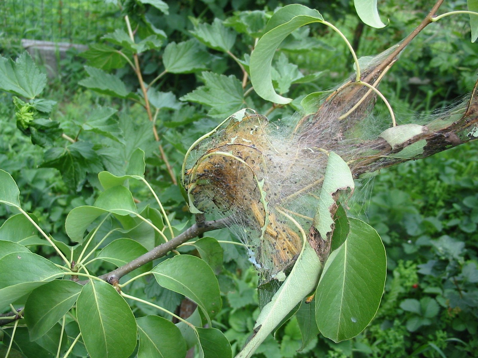 Spriadač americký a mníška zlatoritka