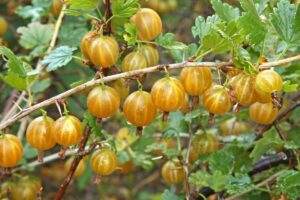 Stav napadnutia v čase zberu a degustácia egrešov v roku 2008