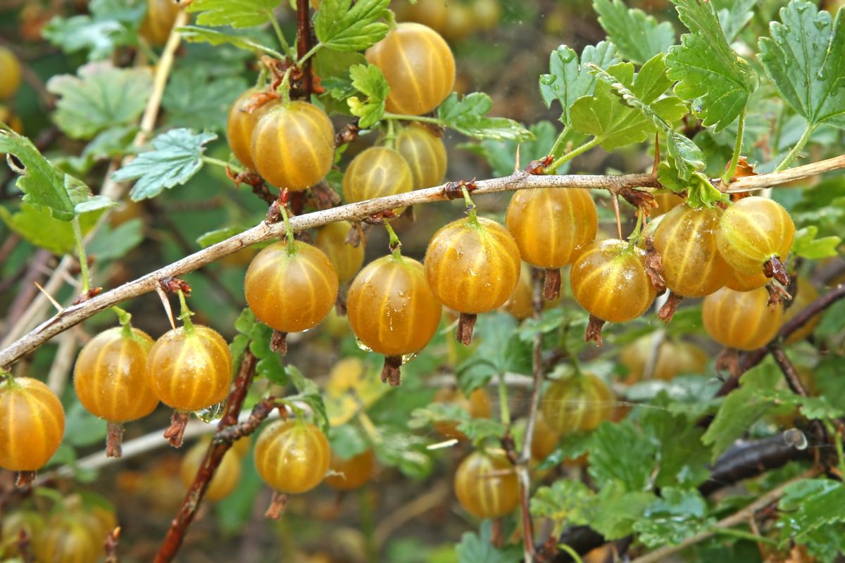 Stav napadnutia v čase zberu a degustácia egrešov v roku 2008