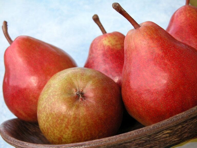 WILLIAMSOVA ČERVENÁ, kont.