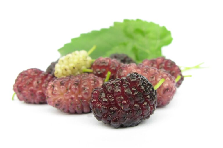 MORUŠA RUŽOVÁ ROSSO strom, K20