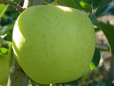 Golden Delicious a jeho klony