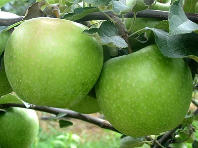 Granny Smith