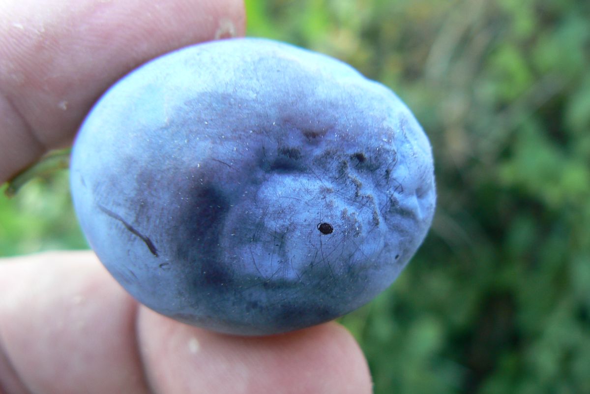 Nové vedomosti o vírusovom ochorení šarka sliviek