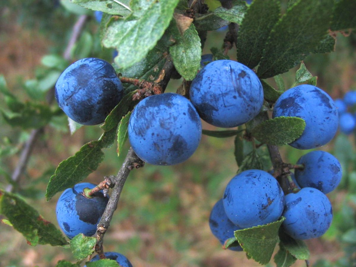 Šarka a nové odrody slivek