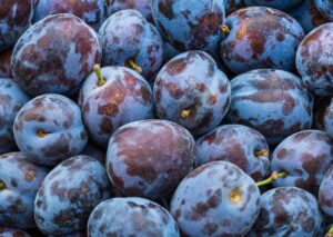 Výsledky 25 ročného šľachtenia sliviek v Giesenheime