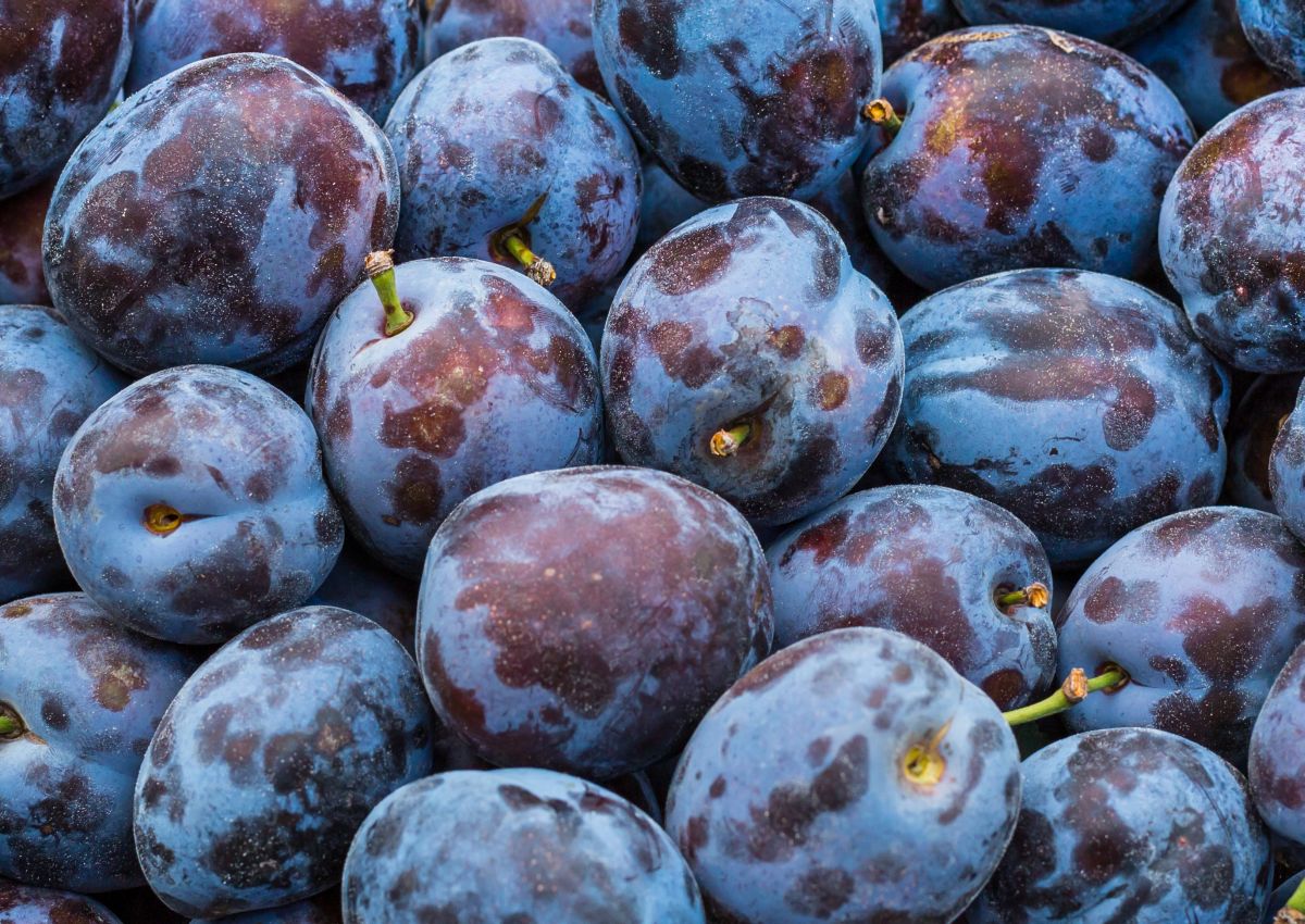 Výsledky 25 ročného šľachtenia sliviek v Giesenheime