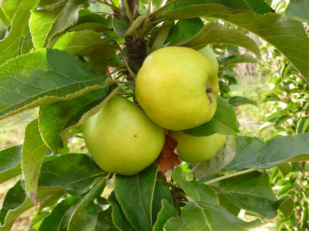 Jablone tanečnice – stĺpovité jablone