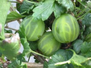 Mukurines ker, kont.