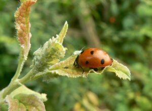 BIOLOGICKÉ MOŽNOSTI OCHRANY OVOCNÝCH DREVÍN