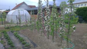 Pestovanie stromčekov typu „balerina“