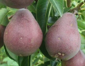 Williamsova červená