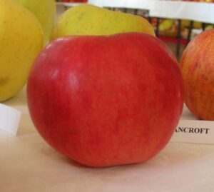 Oldenburgovo červené