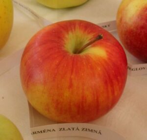 Parmena zlatá zimná