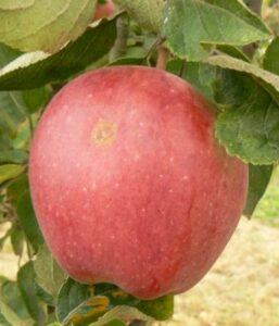 Starkrimson Delicious