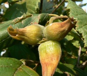 Lombardská červená