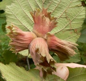 Varšavská červená