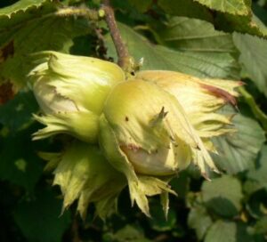 Zázrak z Bollwilleru