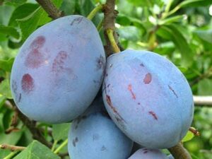 Čačanská lepotica