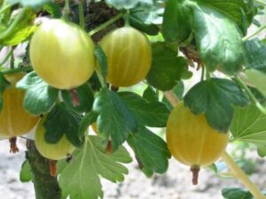 Citrónový obrovský