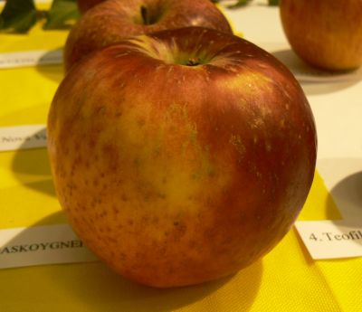 Gascoygneho šarlátové