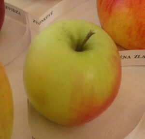 Jadernička moravská