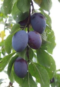 Domáca veľkoplodá