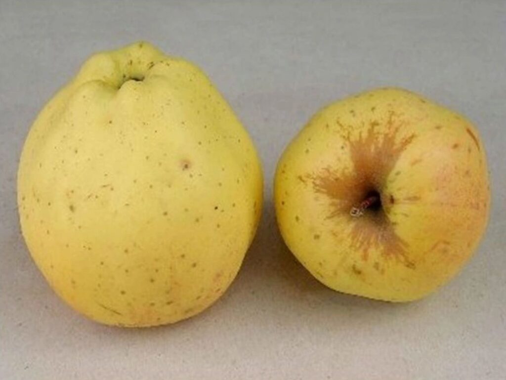 KRASOKVET ŽLTÝ, kont.