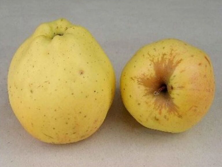 KRASOKVET ŽLTÝ, kont.