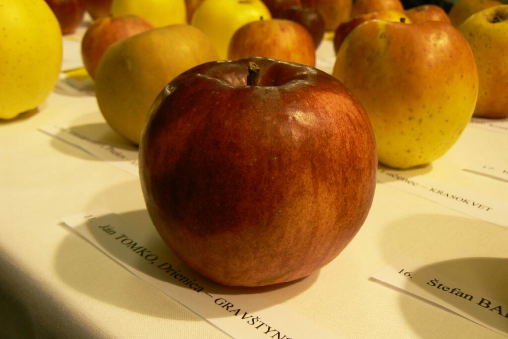 GRAVŠTÝNSKE ČERVENÉ, kont.