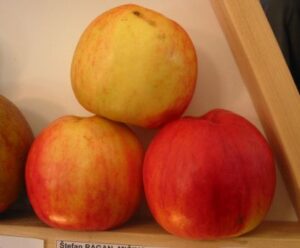 Ribstonský jadernáč